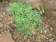 果実が裂開した頃。