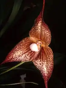 D. chimaera