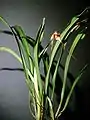 D. posadarum花茎が立つタイプ