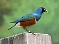 昆虫を啄んでいるところ