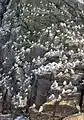 コロニー