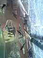 ドクターフィッシュの群れ