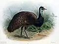 Dromaius baudinianus