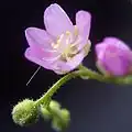D. madagascariensisの花