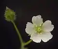 花の拡大写真