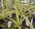 D. regia南アフリカに分布
