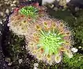 Drosera paleacea subsp.roseanaシノニム:D. Roseanaオーストラリア南西部に生息する小型種