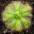 D. cuneifolia南アフリカに分布