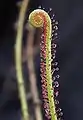 伸びかけの葉