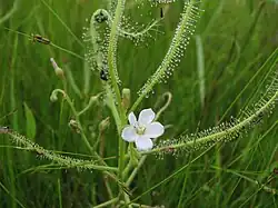 D. indicaナガバノイシモチソウ成東・東金食虫植物群落