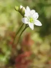 モウセンゴケの花