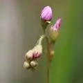 花序の様子未開花部分は渦巻きになり、開花後はまっすぐになる