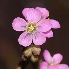 トウカイコモウセンゴケの花（D. tokaiensis、葦毛湿原）