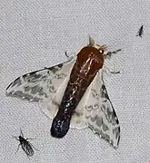 Colla rhodope（Epiinae亜科）, 仏領ギアナ