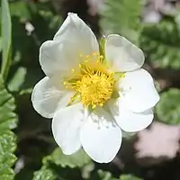 花弁が8枚、雌蕊は多数