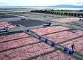 天日干しの風景静岡県富士川河口付近