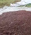 乾燥させているマツの実