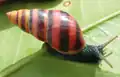Drymaeus laticinctus(サラサマイマイ科)ドミニカ。殻高25mm。