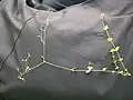 全体の形