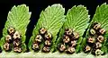 Dryopteris filix-mas(オシダ属)胞子嚢群と包膜
