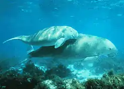 ジュゴンDugong dugon（ジュゴン科）