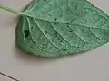 その葉裏幼虫の脱皮殻と糞が散らばっている