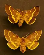 Lemonia dumi（トゲアシオビガ科 または イボタガ科）