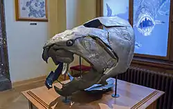 ダンクレオステウス