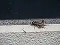 触角を含む全身像