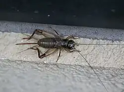 Duolandrevus ivani
