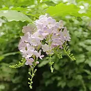 花。