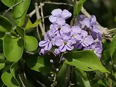 花。