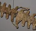 ドルドンの骨盤。痕跡器官の例。アメリカ国立自然史博物館蔵。