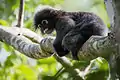ダスキールトン(英語版)(Trachypithecus obscurus)