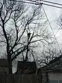 住宅地での伐採風景。アメリカ・ミネソタ州
