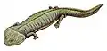 Dvinosaurus primusペルム紀後期のロシアに生息した水生種。一生外鰓を持つ。頭長20センチメートル。