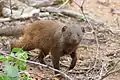 コビトマングースH. parvula