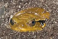 サビトマトガエル