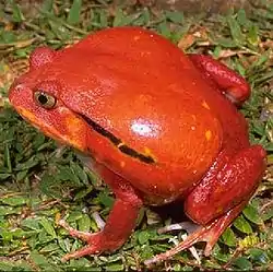 アカトマトガエル