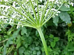 複散形花序の下の総苞片は少なく、線形。花柄は10-20個あり、微細な毛が生える。茎の節の下部には白色の毛状突起がある。
