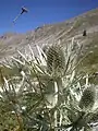 E. Spina-alba