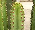 多肉化するトウダイグサ属の一種、Euphorbia ammak Schweinf.