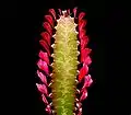 Euphorbia trigona f. rubra