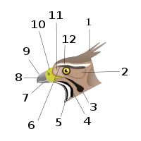 鳥類の頭部