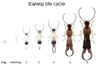 ハサミムシの不完全変態