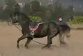 シュメン原産のイーストブルガリアン馬