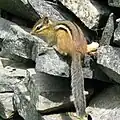 トウブシマリスTamias striatus