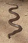 Pseudonaja textilis