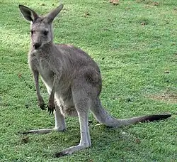 オオカンガルー
