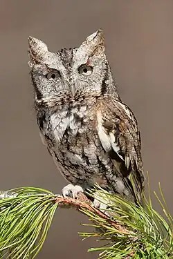 アメリカオオコノハズクM. asio